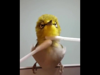 video японскую птичку массажируют ватными палочками japanese bird is massaged with cotton swabsсамое интересное видео sex