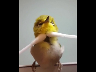 video японскую птичку массажируют ватными палочками japanese bird is massaged with cotton swabsсамое интересное видео sex