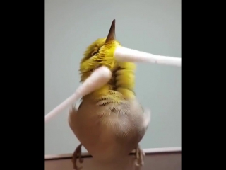 video японскую птичку массажируют ватными палочками japanese bird is massaged with cotton swabsсамое интересное видео sex