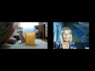 video реальная дрессироа по видеосвязи без купюр sex
