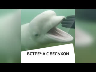 video встреча с очаровательной белухой sex