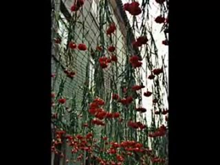 video grandola vila morena революция гвоздик португалия 1974 г sex