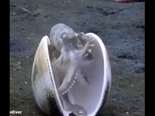 video осьминожек прячется в раковине sex