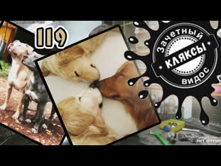 video послушные пёсики зачётный видос кляксы 119 sex
