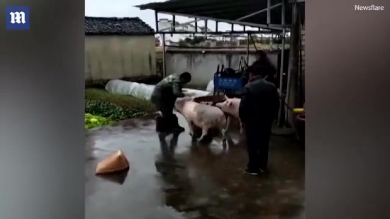 video свинья отбила своего собрата у мясника sex