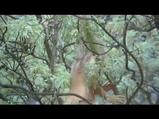 video алмазы килиманджаро сокровища белой богини diamonds of kilimandjaro el tesoro de la diosa blanca 1983 sex