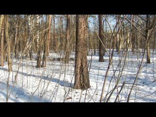 video прогулка мики в политехническом парке sex