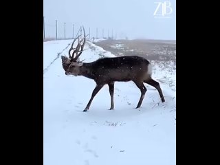 video ztb video 20210211 1 mp4 sex