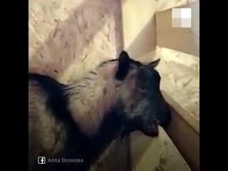 video избили и привязали к дереву sex