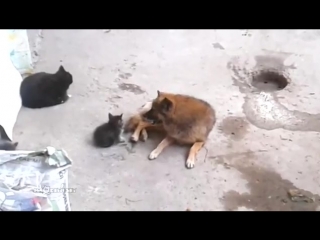 video кошка привела котят к своему другу sex