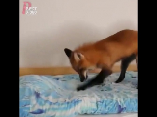 video прикольное домашнее молодые sex