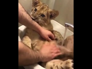 video водные процедуры для маленького царя зверей sex