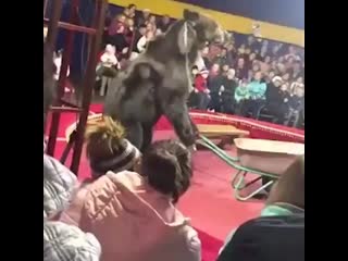 video цирк с молодые преступление против секс и людей медведь от отчаяния напал в цирке на дрессировщика sex