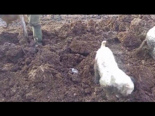 video огромные крысы и молодые секс ловят больших крыс ratting with terriers 18 sex