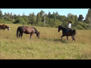 video верховая езда на свободной лошади конный клуб чайка sex