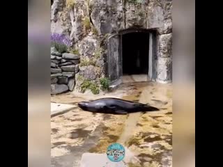 video туда сюда обратно мне весело приятно катаюсь развлекаюсь я сам с собой играю sex