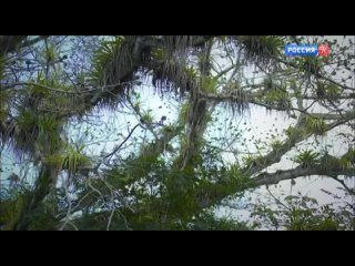 video дикие карибы берега разнообразия 2018 sex
