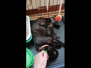 video 最新流出果哥精品大尺度白金版视频巨乳模特被潜沙发跪着给导演吃屌 vid 20210818 092441 mp4 sex