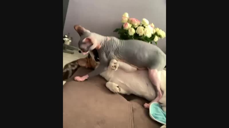 video piss vid 79860711 061821 237 mp4 sex