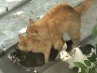 video групповой секс котов sex