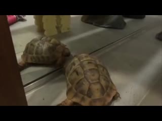 video черепашка ниндзя сошла с ума и начала нападать на людей и молодые sex