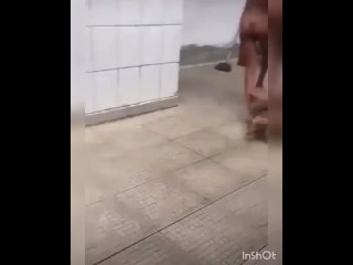 video тайская проститутка и собачки 18 sex