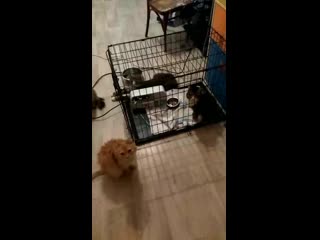 video 爱足美脚社美脚踩踏社区字母圈艾斯爱慕免费视频大全女王踩踏免费视专区提供国内s vid 20190710 000024 mp4 sex