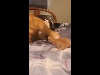 video мама кошка знакомит своего 1 недельного котенка со своим другом sex