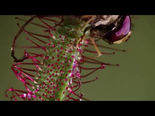 video росянкарастения хищникидэвид аттенборо mp4 sex