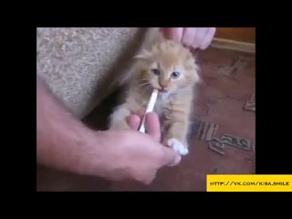 video маленький любитель сигарет kisa smile прикольные фото и видео с кошками sex
