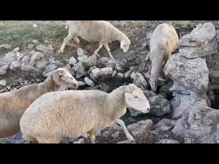 video притворился пьяным и выбесил телефонных мошенников sex