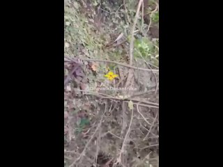 video запорожский фронт ореховское направление вражеская авиация отработала нурсами вблизи окопов наших бойцов на sex