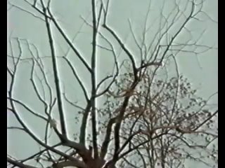 video ночной поезд в венецию поезд в ад night train to venice train to hell 1993 sex