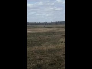 video представьте себе красивое зрелище брачный танец черных журавлей эти удивительные существа были запечатлены на sex