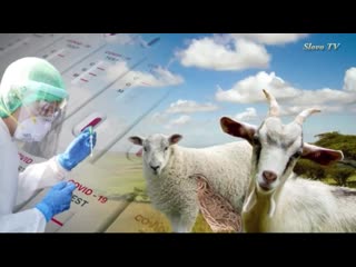 video что общего папайя козы президент танзании новая зеландия и австралия sex