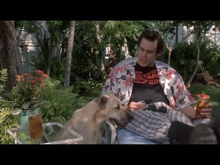 video эйс вентура розыск домашних молодые ace ventura pet detective 1993 qc dtynehf hjpscr ljvfiyb bdjnys sex