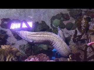 video 国产av剧情变态眼镜白虎小护士淫舌攻击邪恶淫荡的表情让人受不了 vid 20220526 095843 mp4 sex