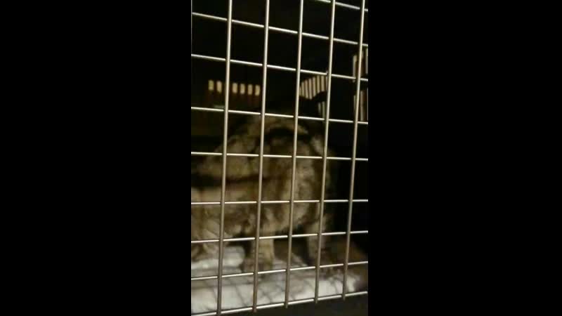 video ger吴梦梦到桃园过夜突然姊姊回来在厨房的姊姊一边对话一边猛干最后中出完还叫梦梦舔乾淨 mov 0535 mp4 sex