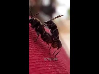 video музыкальная порно пауза sex
