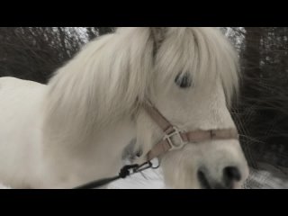 video пони и ослик на тренирое sex