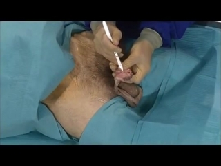 video анатомия репродуктивной системы anatomy for beginners reproduction sex