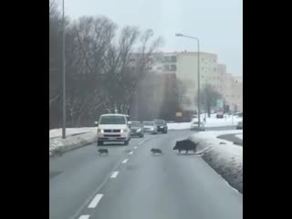 video семейство кабанчиков метнулось через дорогу vhs video sex