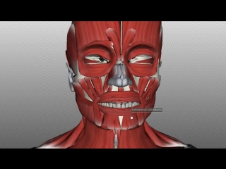 video muscles of facial expression anatomy tutorial part 2 анатомия sex