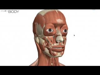 video muscles of facial expression анатомия sex