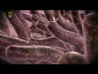 video national geographic невероятное тело человека sex