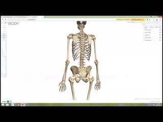 video sls тема целостная анатомия костей и мышц остеопатия в массаже sex