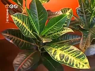 video ядовитые комнатные растения sex