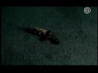video massive porn butterfly cought sex