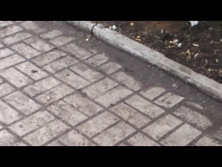 video ополченцы наказывают мародёров луч sex