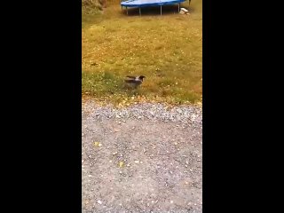 video видео от жестокая реальность аморальный грязный юмор sex